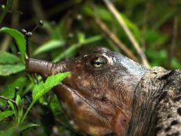 Softshell turtle